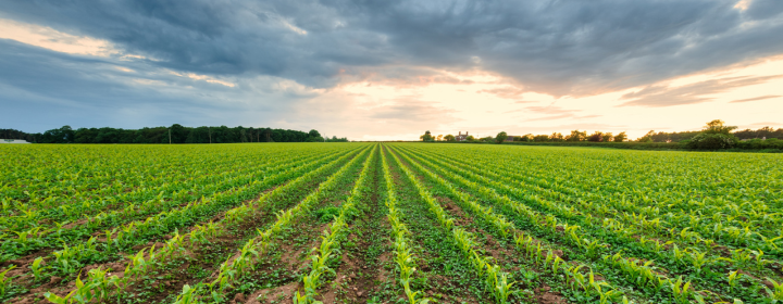 crop farming regions kenya